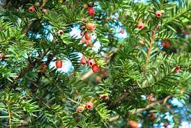 Taxus Baccata : Une Plante Polyvalente pour Votre Jardin